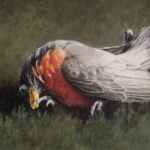 Migratorius Undiscover'd